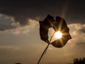 为什么更多人愿意选择征婚相亲网?