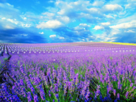 为什么征婚相亲的单身越来越多?成都百和情缘告诉你