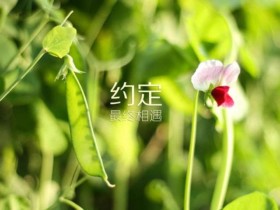 为什么现在女生都喜欢小鲜肉?成都婚介百和情缘解疑