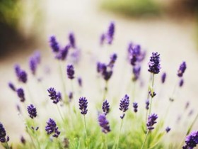 百和情缘提醒婚恋相亲女性:男人这样做十有八九喜欢你