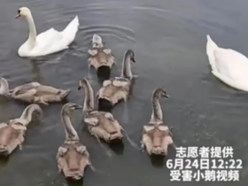 为博女友一笑砸死天鹅_尊重保护生命是正确恋爱观发展的前提